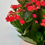Kalanchoe Plant