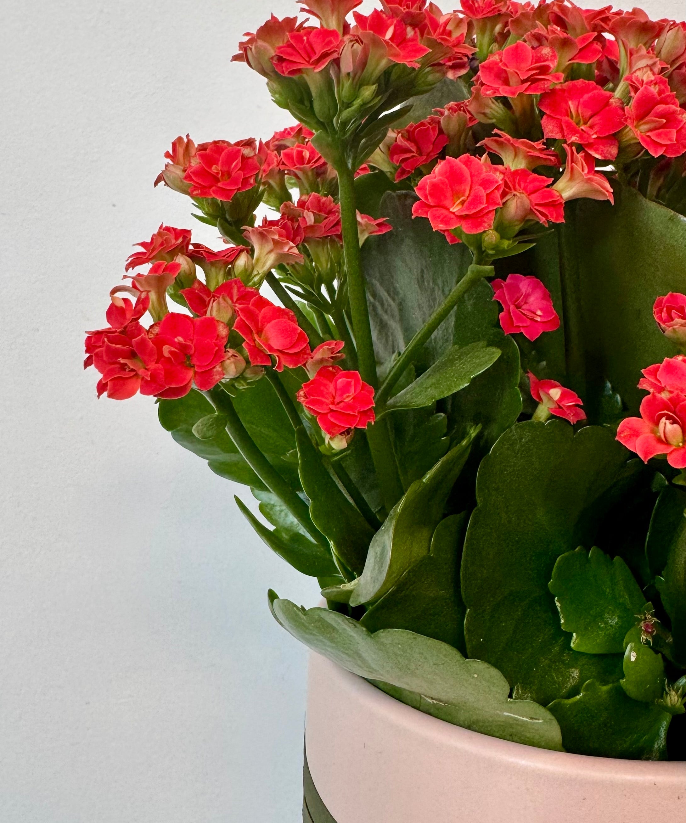 Kalanchoe Plant