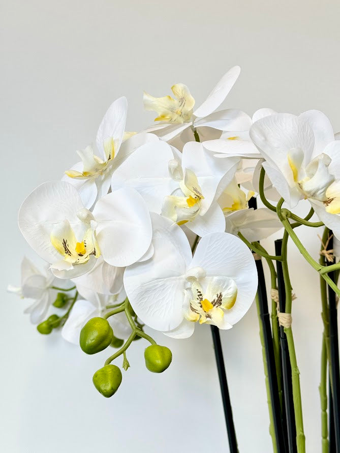 Silk Moth Orchid in Blush Bowl