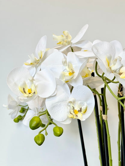 Silk Moth Orchid in Blush Bowl