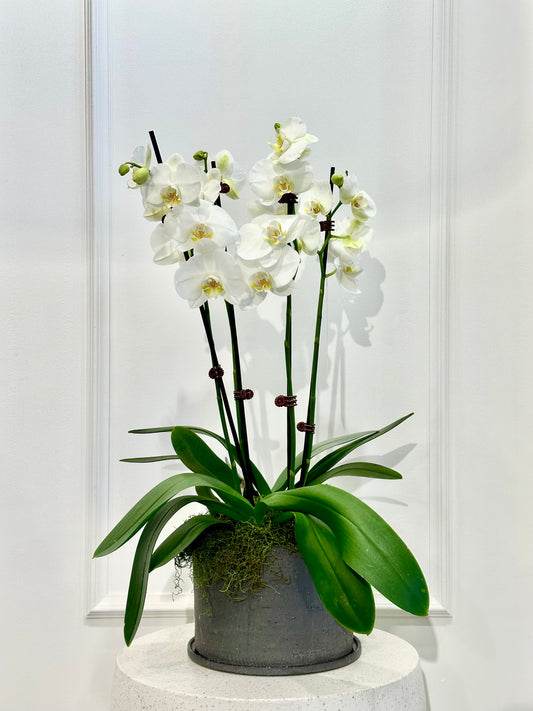 Four Stem Moth Orchid Plant