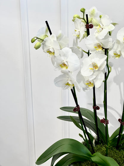 Four Stem Moth Orchid Plant