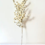 White Pearl Branch