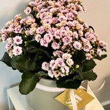 Kalanchoe Plant