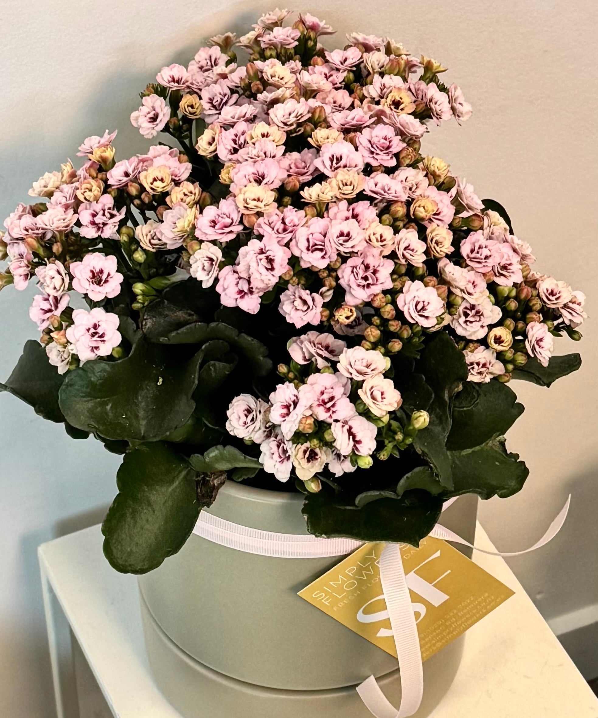 Kalanchoe Plant