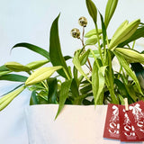 Christmas Lily Bouquet