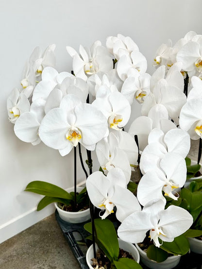 Moth Orchid Plant