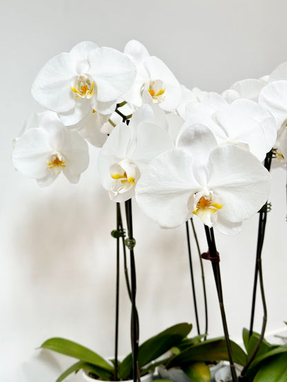 Moth Orchid Plant