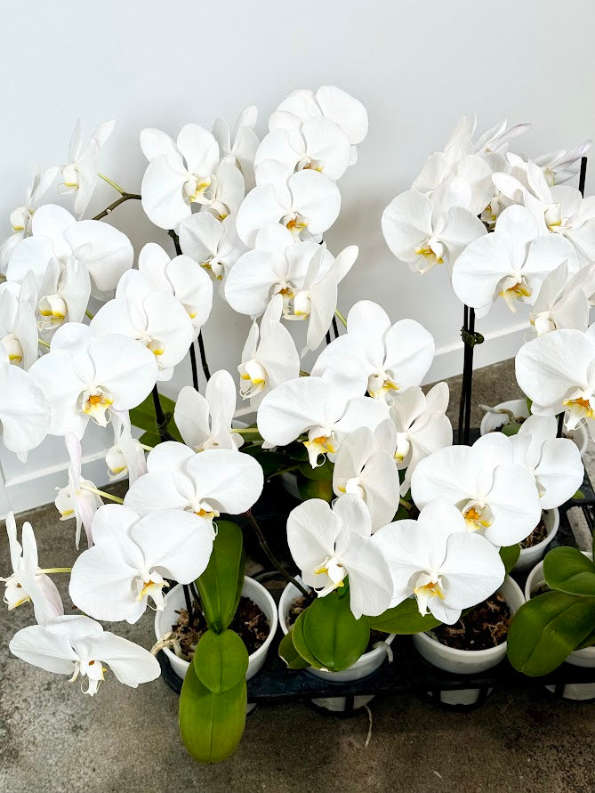 Moth Orchid Plant