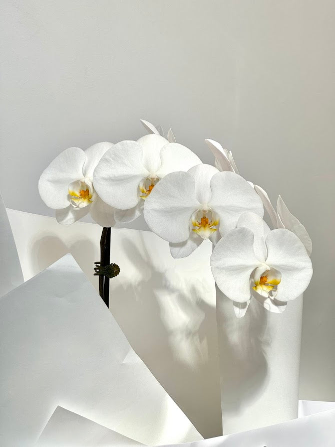 Valentines Orchid