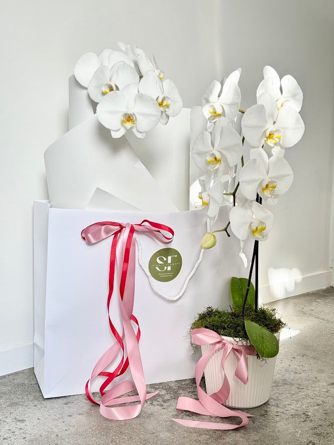 Valentines Orchid