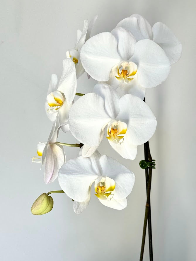 Valentines Orchid