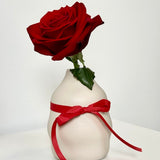 Single Rose in a Vase