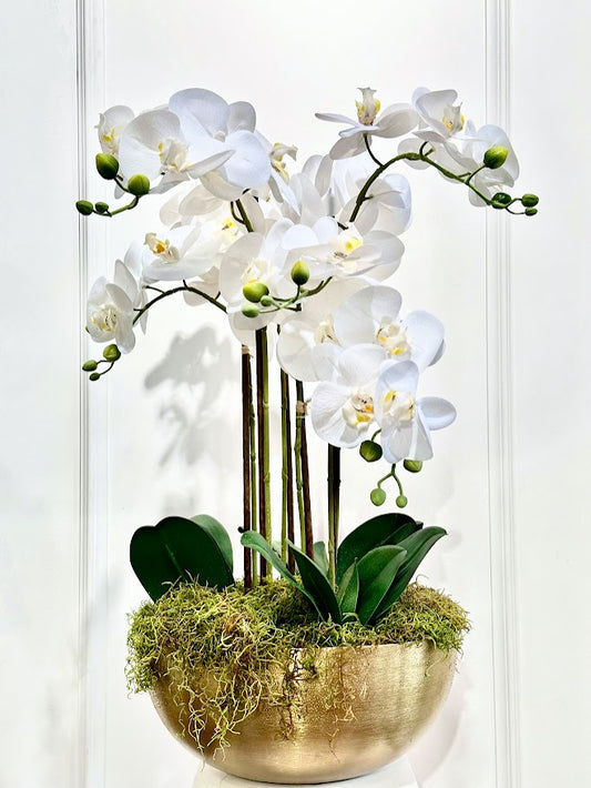 Silk Moth Orchid in Gold Bowl