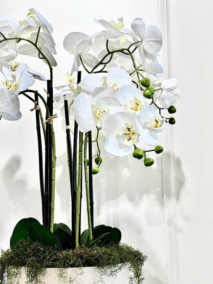 Silk Moth Orchid in Blush Bowl