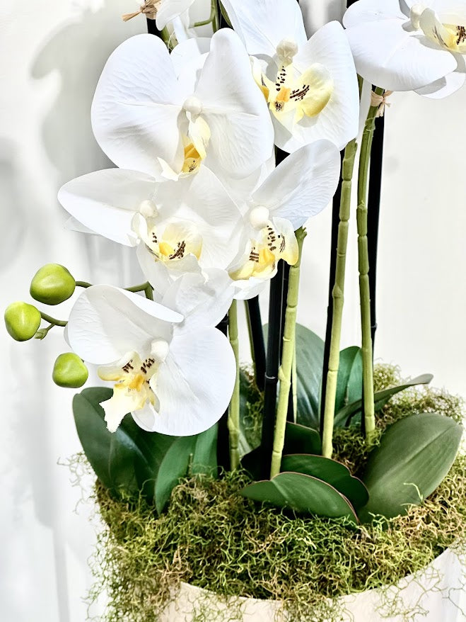 Silk Moth Orchid in Blush Bowl