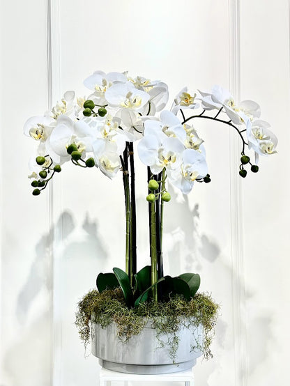 Silk Moth Orchid in Grey Bowl