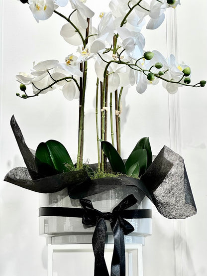 Silk Moth Orchid in Grey Bowl