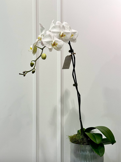 White Moth Orchid