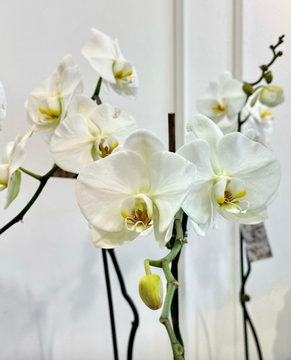 White Moth Orchid
