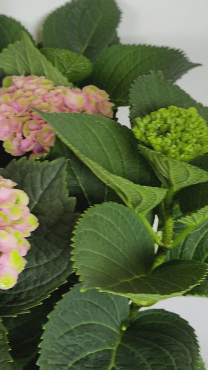 Hydrangea Plant in Ceramic Bowl